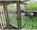 La incubadora artificial y el color de la caja del crecimiento vegetal de la máquina de la germinación de la semilla del clima de la cámara del crecimiento vegetal de Liyi es azules